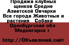 Продажа клубных щенков Средне Азиатской Овчарки - Все города Животные и растения » Собаки   . Оренбургская обл.,Медногорск г.